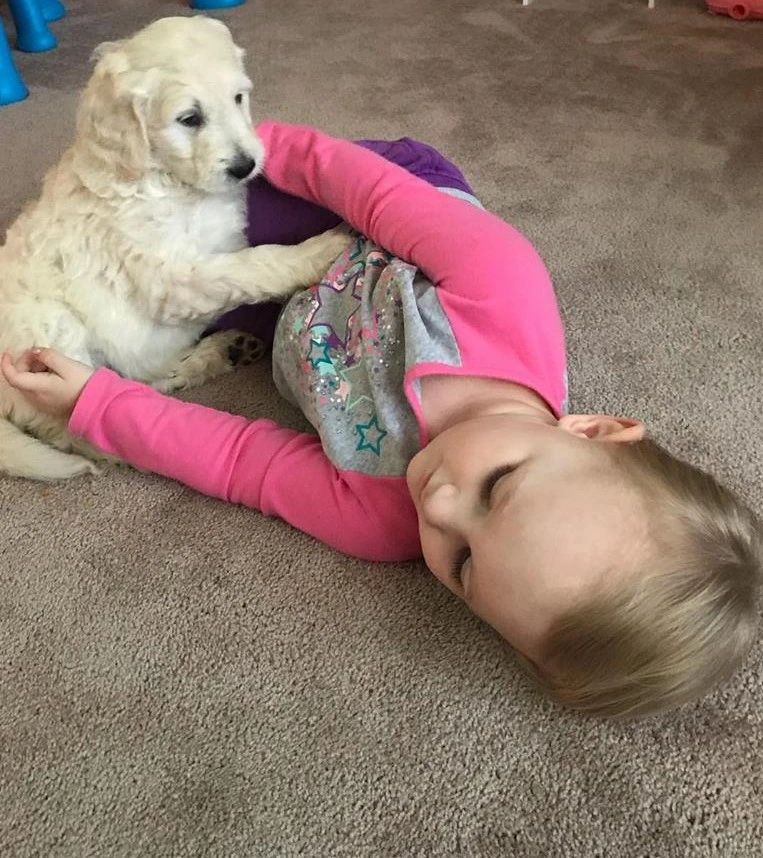 DoodlesKC Puppies for Sale Puppies Doodles